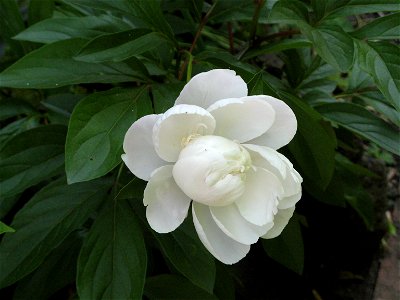 An unidentified white peony blossom.