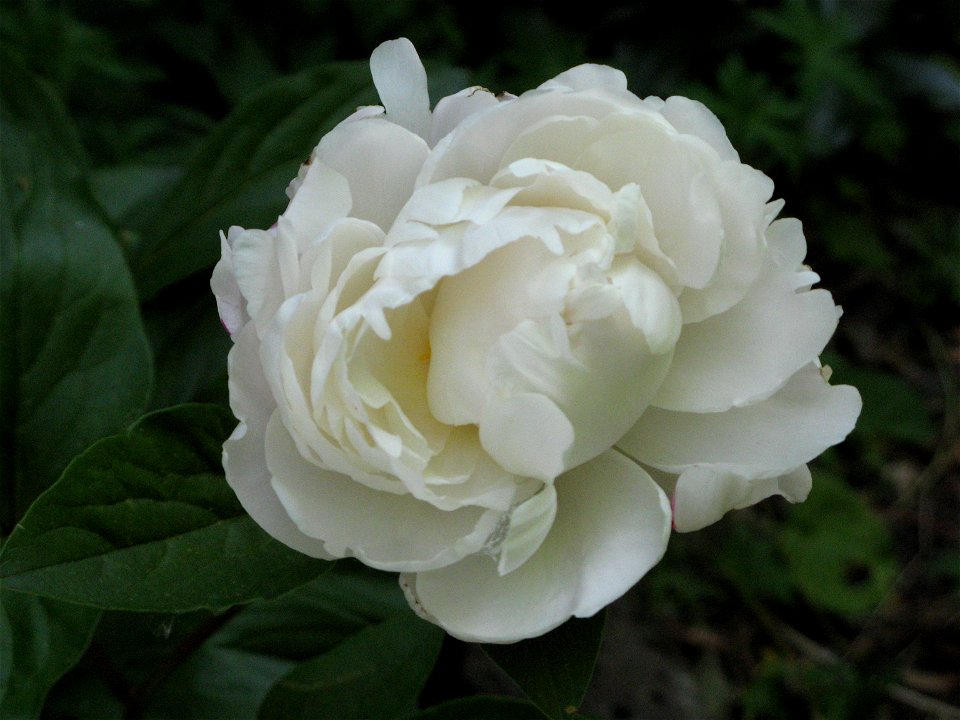An unidentified white peony blossom.