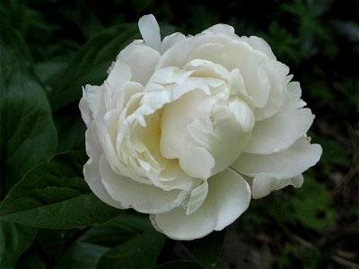 An unidentified white peony blossom. photo