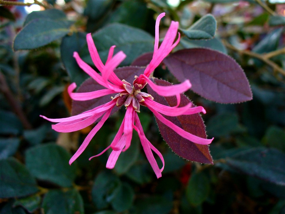 I am the originator of this photo. I hold the copyright. I release it to the public domain. This photo depicts a flower of Loropetalum chinense f. rubrum (possibly a cultivar, such as 'Burgundy')