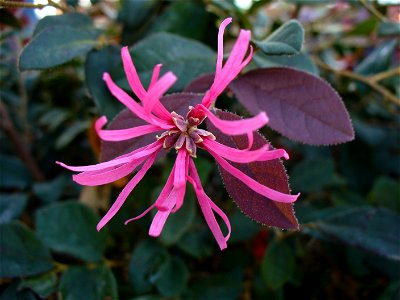 I am the originator of this photo. I hold the copyright. I release it to the public domain. This photo depicts a flower of Loropetalum chinense f. rubrum (possibly a cultivar, such as 'Burgundy')