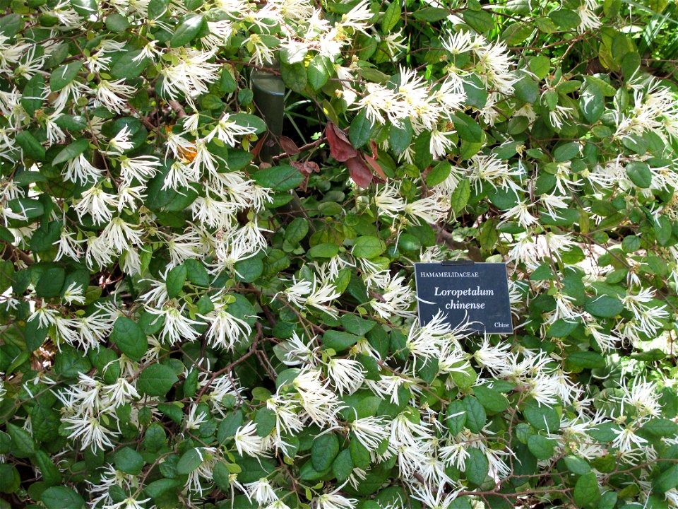 Loropetalum chinense in the jardin des Serres de la Madone in Menton (Alpes-Maritimes, France). Identified by its botanic label.