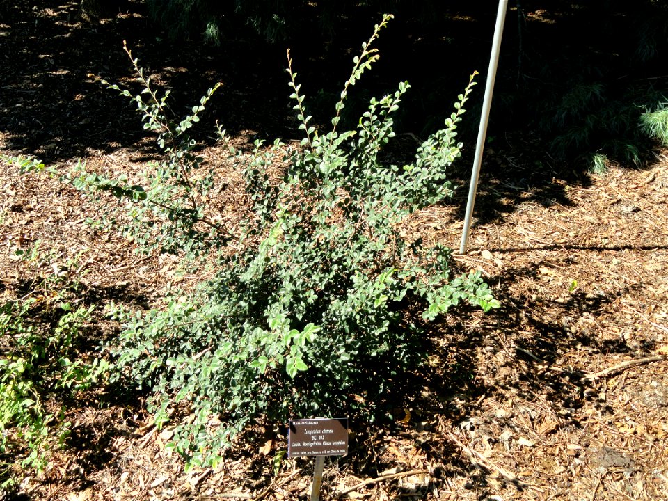 Loropetalum chinense specimen in the J. C. Raulston Arboretum (North Carolina State University), 4415 Beryl Road, Raleigh, North Carolina, USA.