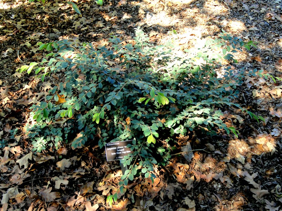 Loropetalum chinense specimen in the J. C. Raulston Arboretum (North Carolina State University), 4415 Beryl Road, Raleigh, North Carolina, USA.