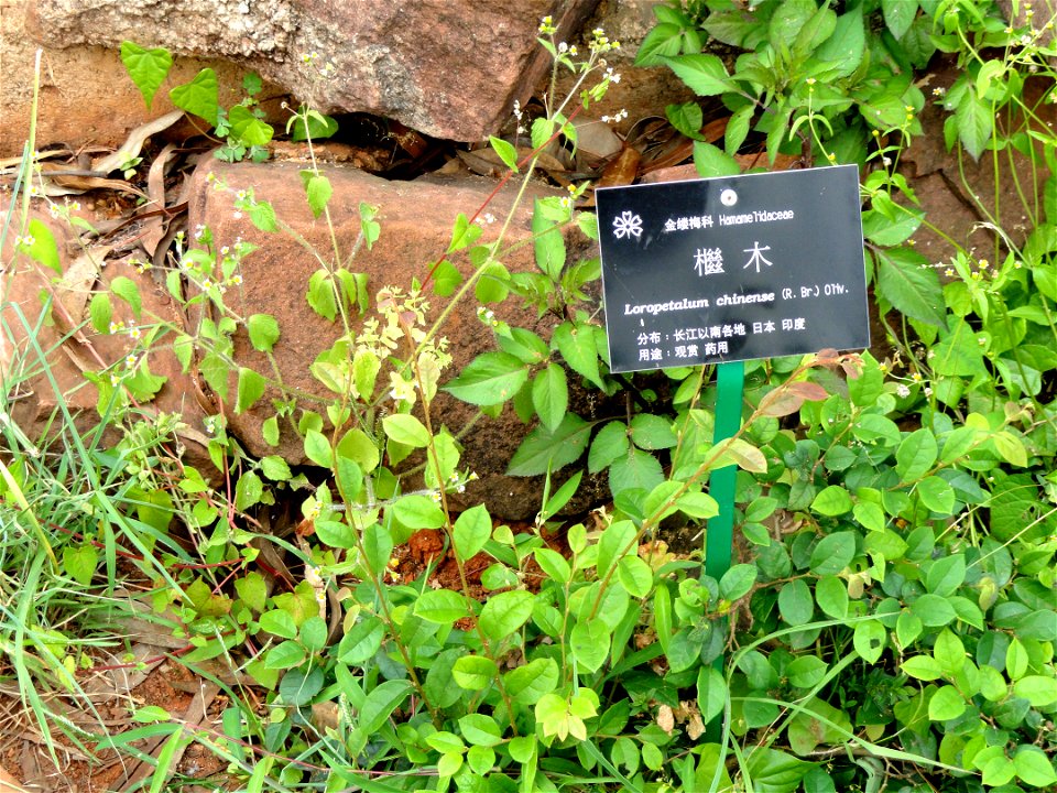 Plant specimen in the Kunming Botanical Garden, Kunming, Yunnan, China.