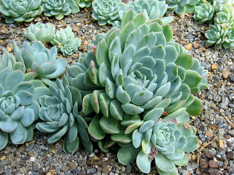 A picture of Echeveria elegans.