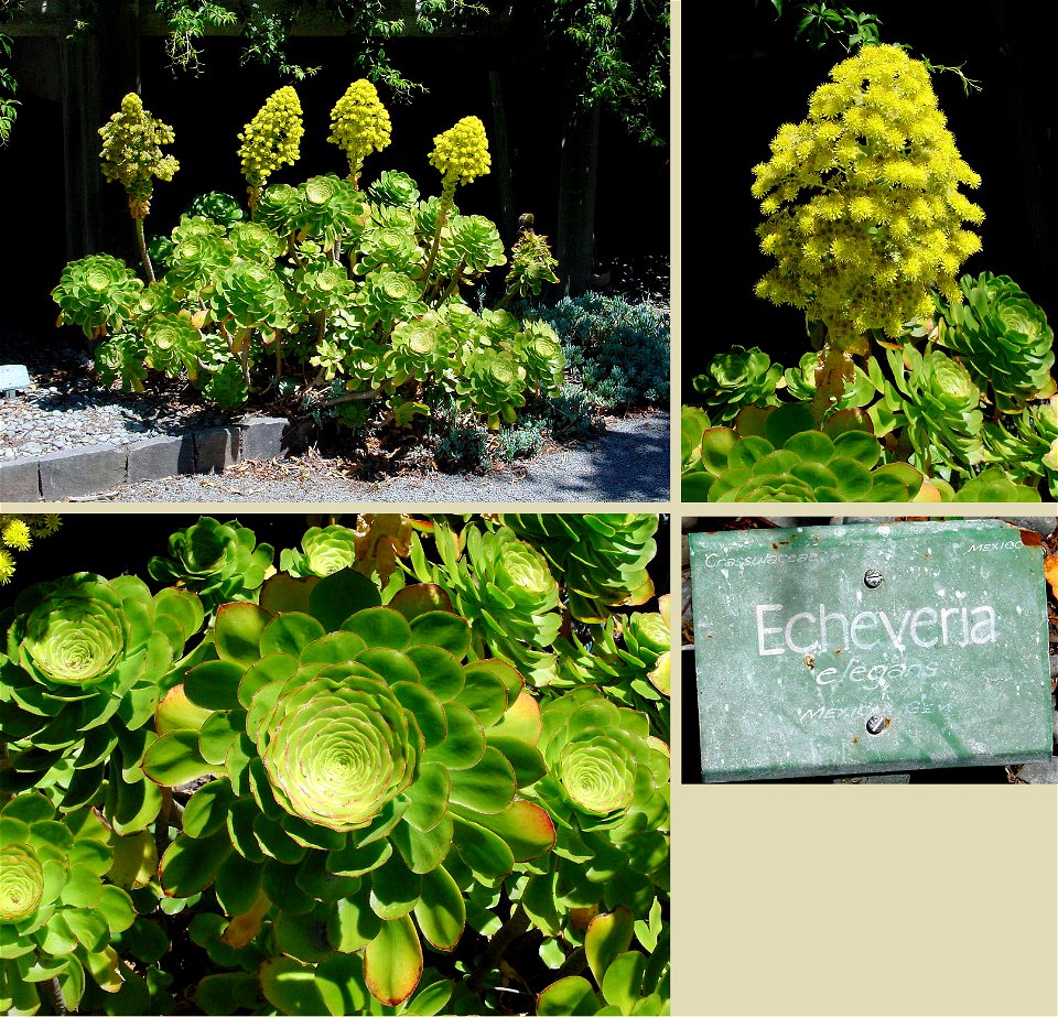 Aeonium - misidentified as Echeveria elegans in the botanic garden in Christchurch, New Zealand.


Camera location43° 31′ 49.54″ S, 172° 37′ 15.6″ E View this and ot