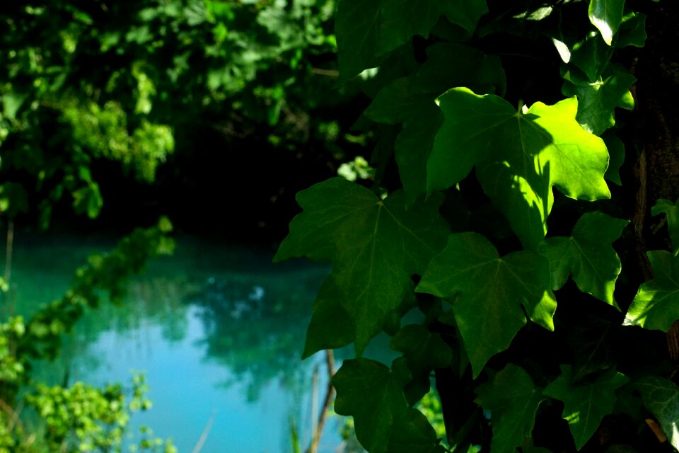 Growth spring light