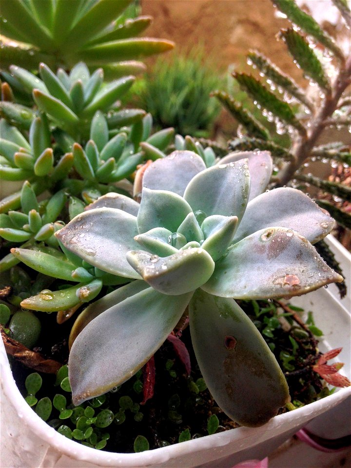 Photograph of a cultivation of 3 types of succulents, centered in the photo the succulent Phantom Plant (Graptopetalum paraguayense).  Photograph taken on a dark and humid rainy day.