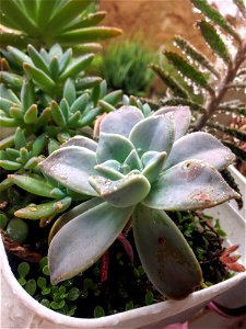 Photograph of a cultivation of 3 types of succulents, centered in the photo the succulent Phantom Plant (Graptopetalum paraguayense).  Photograph taken on a dark and humid rainy day.