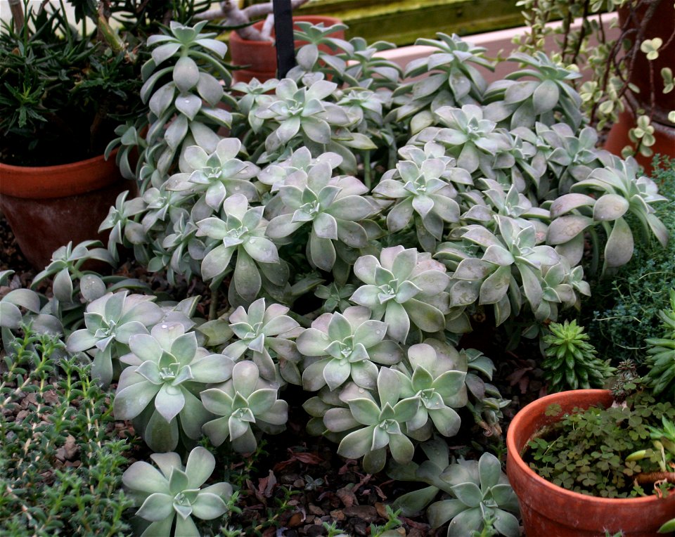 Graptopetalum paraguayense (Ghost plant) at the Buffalo and Erie County Botanical Gardens.