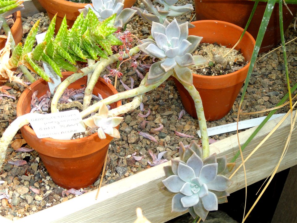 Botanical specimen in the Margaret C. Ferguson Greenhouses, Wellesley College Botanic Gardens, Wellesley College, Wellesley, Massachusetts, USA.