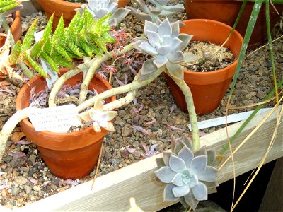 Botanical specimen in the Margaret C. Ferguson Greenhouses, Wellesley College Botanic Gardens, Wellesley College, Wellesley, Massachusetts, USA.