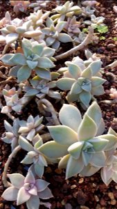 Graptopetalum Paraguayense (N.E.Br) E.Walther at Orto botanico di Pisa