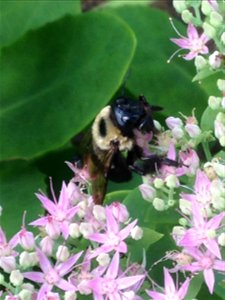 Bumblebee seen on pink flowers summer 2015 Eastern PA photo