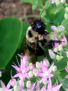Bumblebee pollinating pink flowers, summer 2015, Eastern PA photo