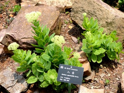Plant specimen in the Kunming Botanical Garden, Kunming, Yunnan, China.