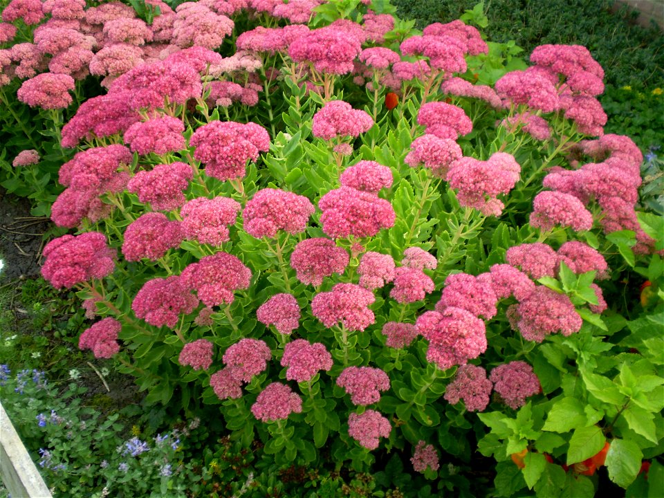 sedum spectabile brillant. hemelsleutel