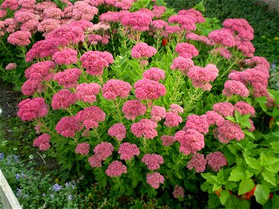 sedum spectabile brillant. hemelsleutel photo