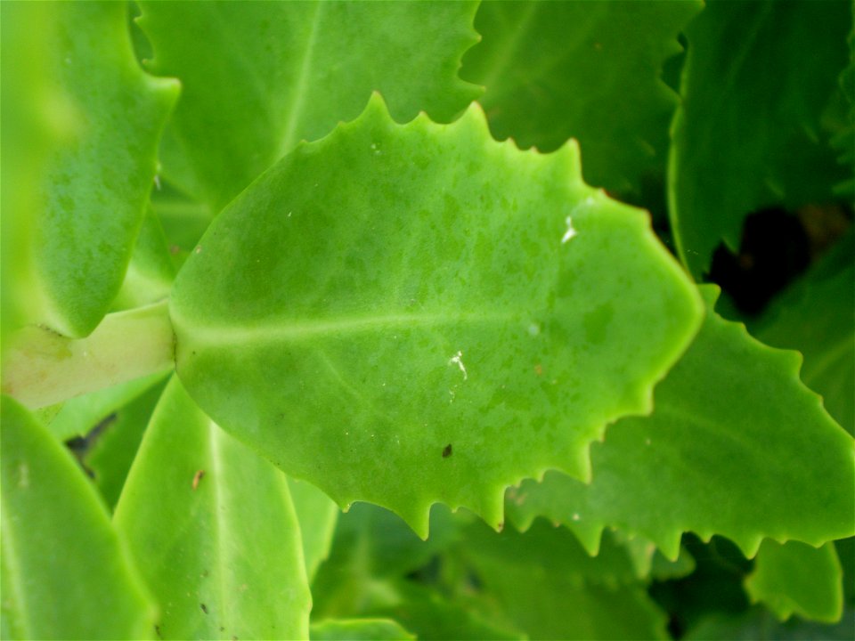 sedum spectabile brillant. hemelsleutel