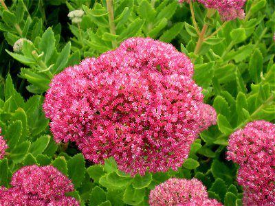 sedum spectabile brillant. hemelsleutel photo