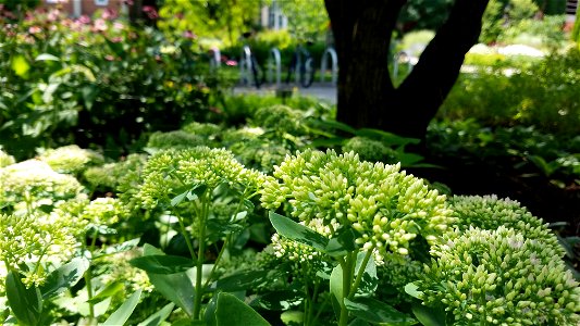 Chadwick Arboretum and Learning Gardens The Ohio State University Columbus, Ohio photo