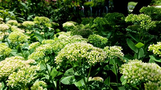 Chadwick Arboretum and Learning Gardens The Ohio State University Columbus, Ohio photo