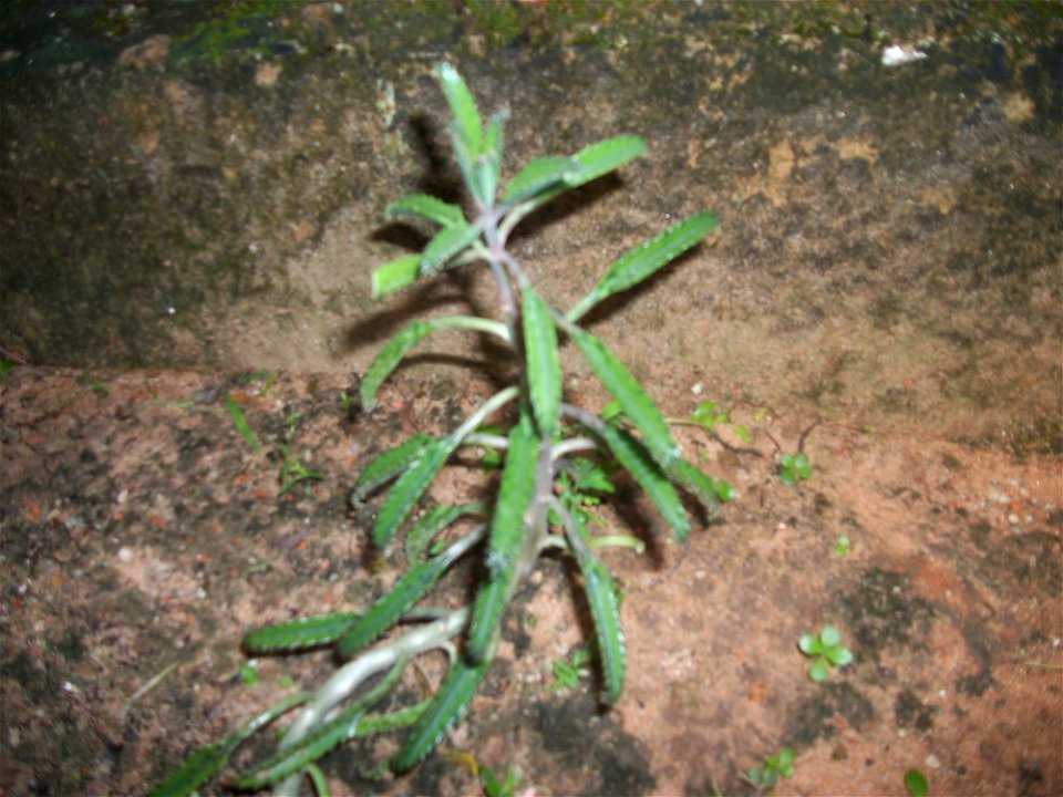 Planta suculenta ornamental da família das Crassuláceas