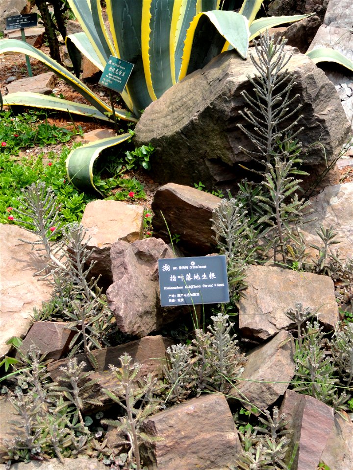 Plant specimen in the Kunming Botanical Garden, Kunming, Yunnan, China.