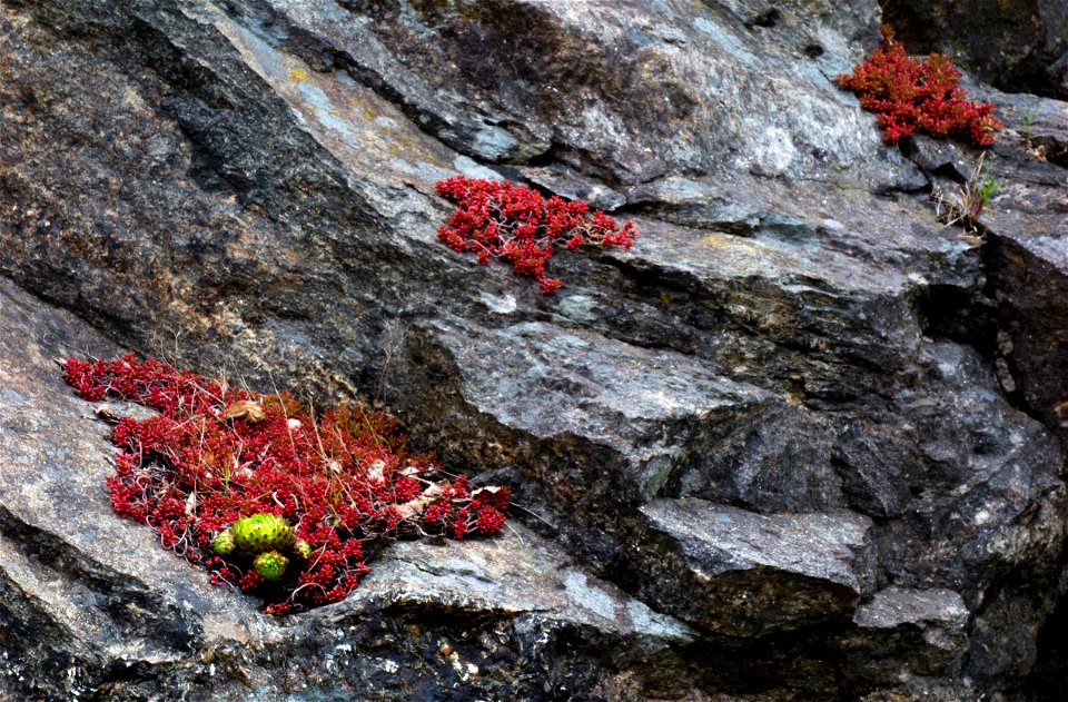 A granite cliff with common houseleek (Sempervivum tectorum) and pink jelly bean plant (Sedum rubrotinctum) at Holma boat club, Lysekil Municipality, Sweden. The cliff is red granite, turned dark by p