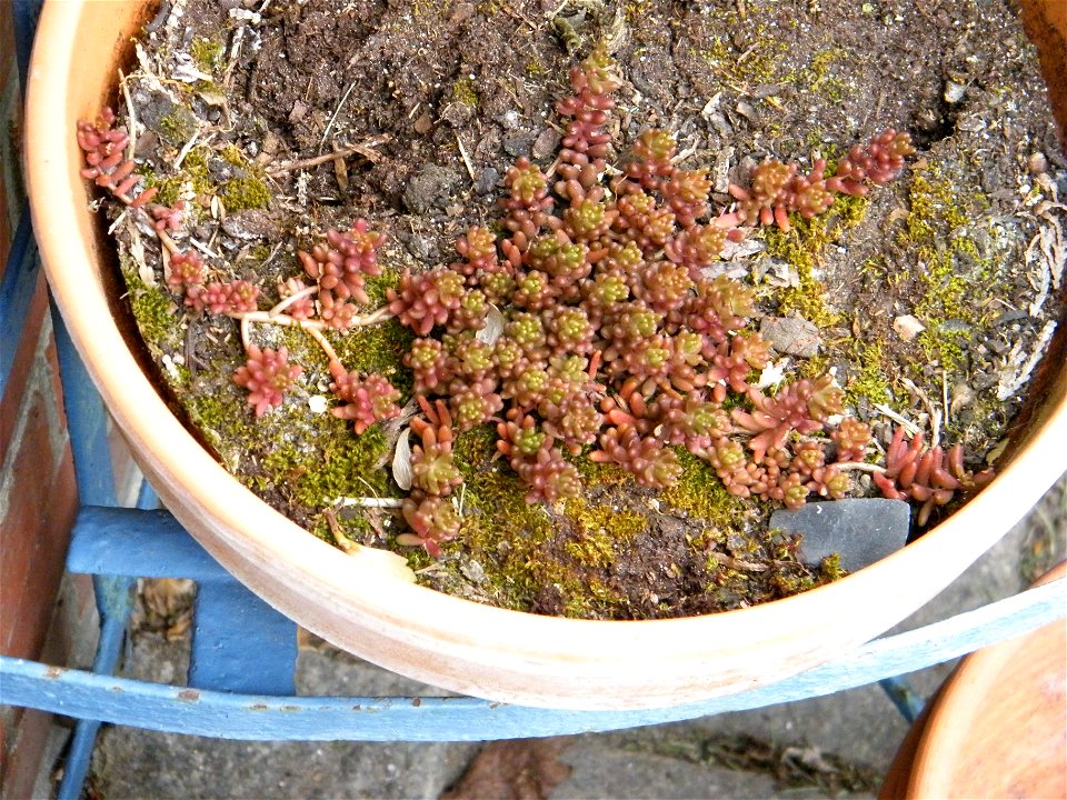 Plante inconnue du jardin, photo n°1