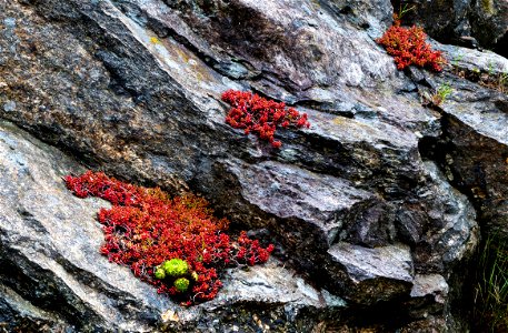 A granite cliff with common houseleek (Sempervivum tectorum) and pink jelly bean plant (Sedum rubrotinctum) at Holma boat club, Lysekil Municipality, Sweden, after the rain. The cliff is red granite, photo