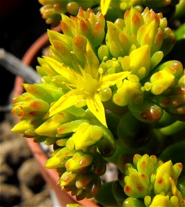 Sedum rubrotinctum at the San Diego Home & Garden Show, California, USA. Identified by exhibitor's sign.