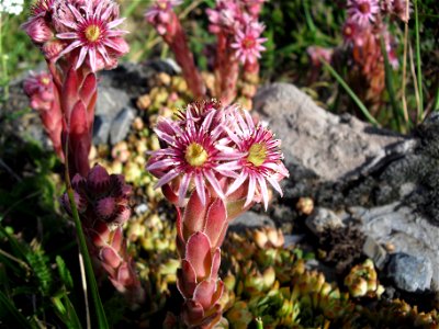 Fleur, lac de catchet.