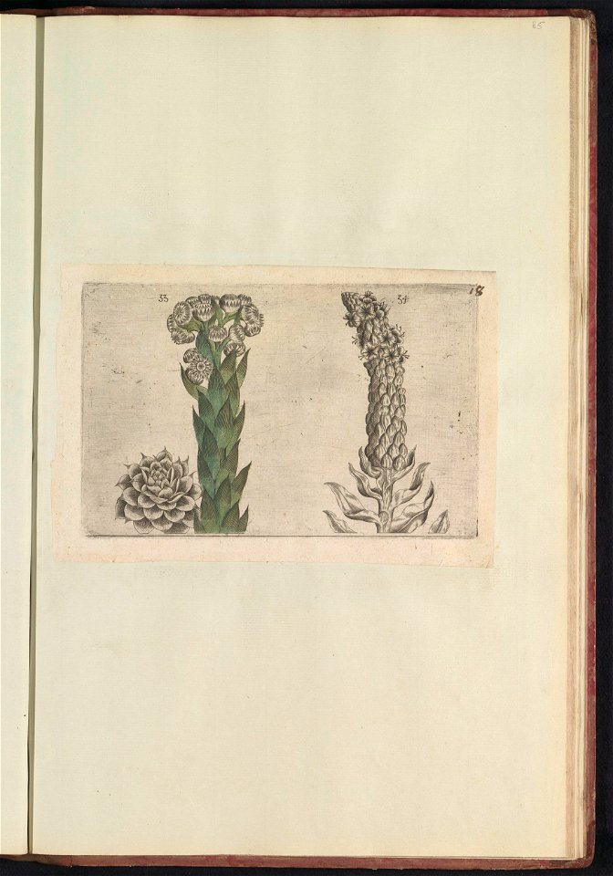 IdentificatieTitel(s): Donderblad (Sempervivum tectorum) en koningskaars (Verbascum thapsus)Objecttype: prent Serienummer: 33-34/60Objectnummer: RP-T-BR-2017-1-12-85Omschrijving: Donderblad en konings