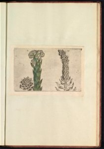 IdentificatieTitel(s): Donderblad (Sempervivum tectorum) en koningskaars (Verbascum thapsus)Objecttype: prent Serienummer: 33-34/60Objectnummer: RP-T-BR-2017-1-12-85Omschrijving: Donderblad en konings