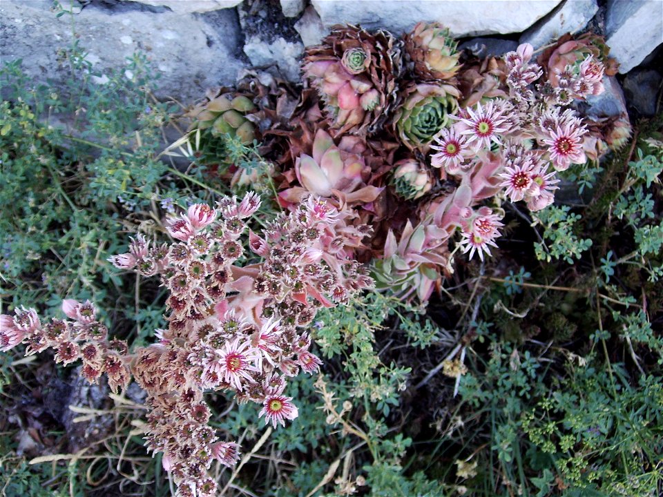 Common houseleek (Sempervivum tectorum) flowering Castelltllat Catalonia