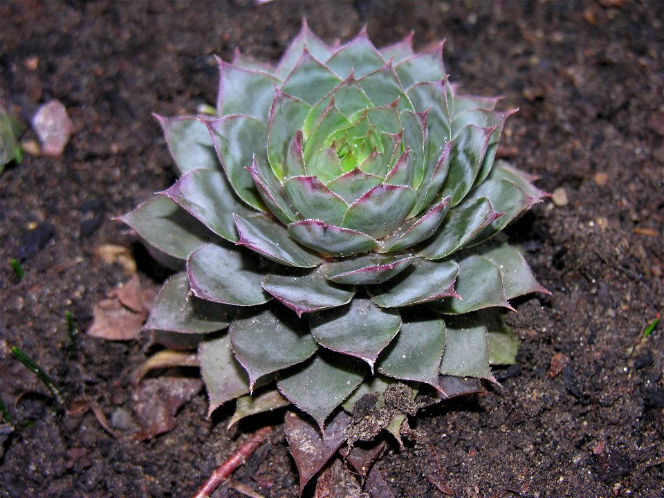 Stoginė šilropė (Sempervivum tectorum)
Šeima. Storlapiniai (Crassulaceae)

Foto: Algirdas, 2005 m. lapkričio 9 d.