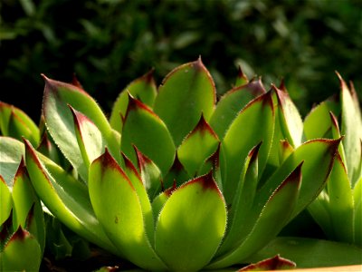 Houseleek (Sempervivum). photo