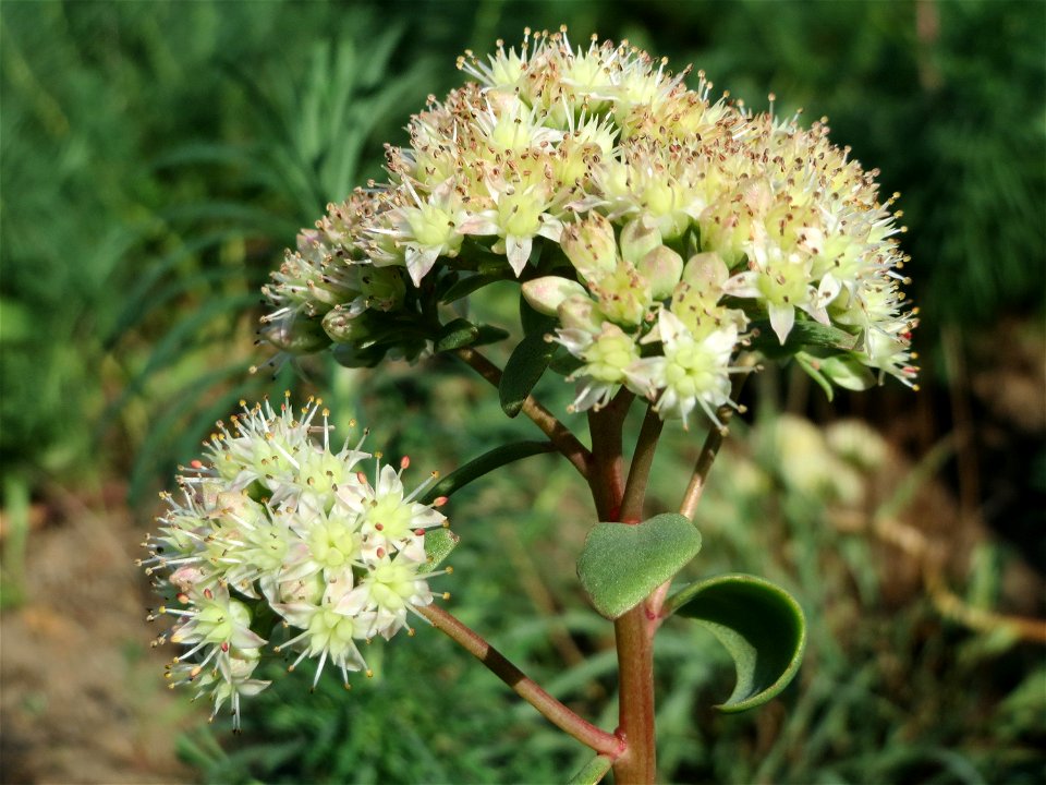 Große Fetthenne (Hylotelephium telephium) bei Hockenheim
