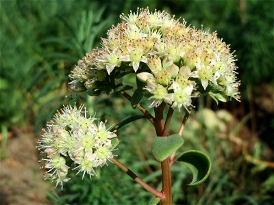 Große Fetthenne (Hylotelephium telephium) bei Hockenheim