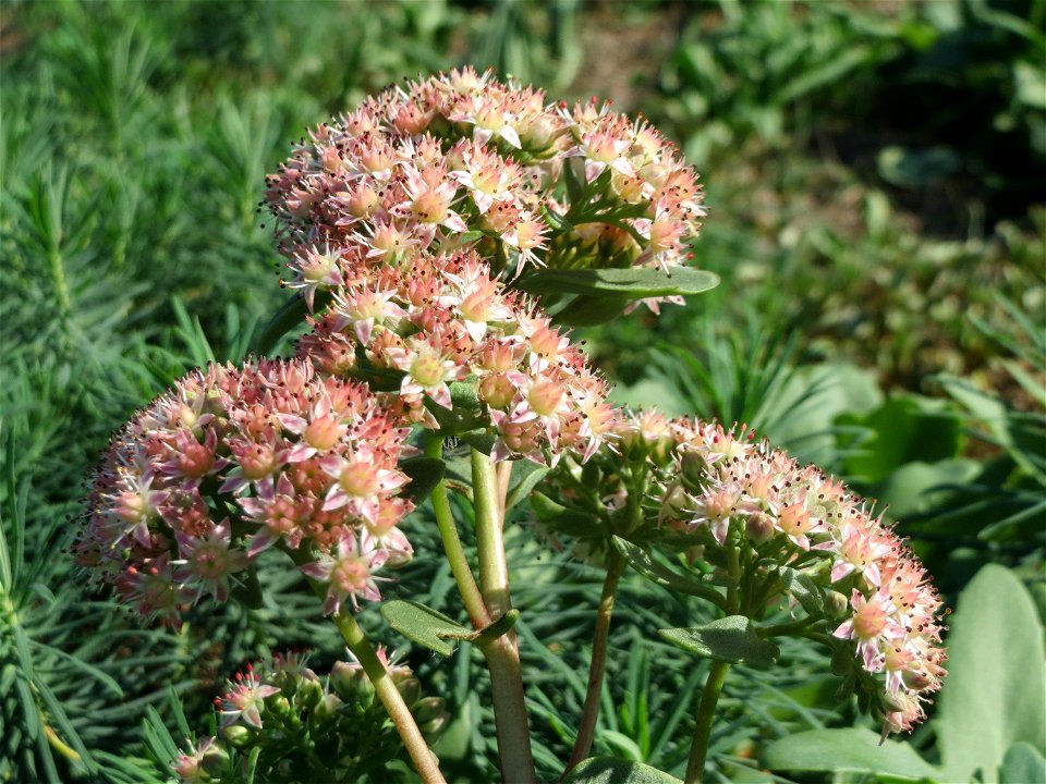 Große Fetthenne (Hylotelephium telephium) bei Hockenheim