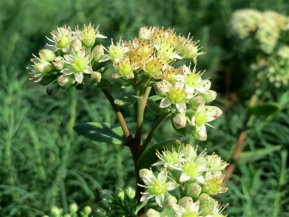 Große Fetthenne (Hylotelephium telephium) bei Hockenheim
