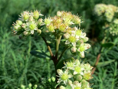 Große Fetthenne (Hylotelephium telephium) bei Hockenheim