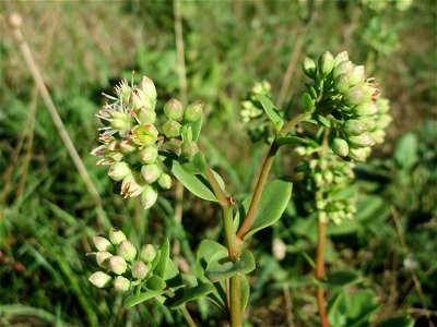 Große Fetthenne (Hylotelephium telephium) bei Hockenheim