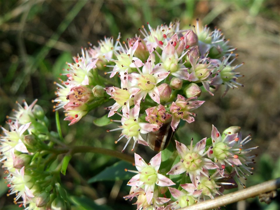 Große Fetthenne (Hylotelephium telephium) bei Hockenheim