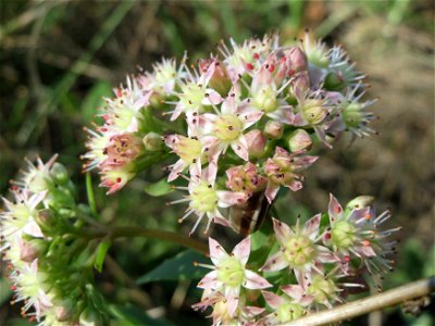 Große Fetthenne (Hylotelephium telephium) bei Hockenheim