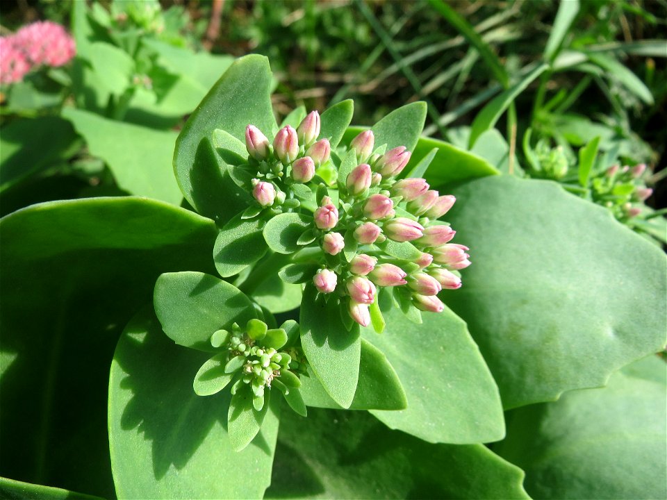 Große Fetthenne (Hylotelephium telephium) bei Reilingen