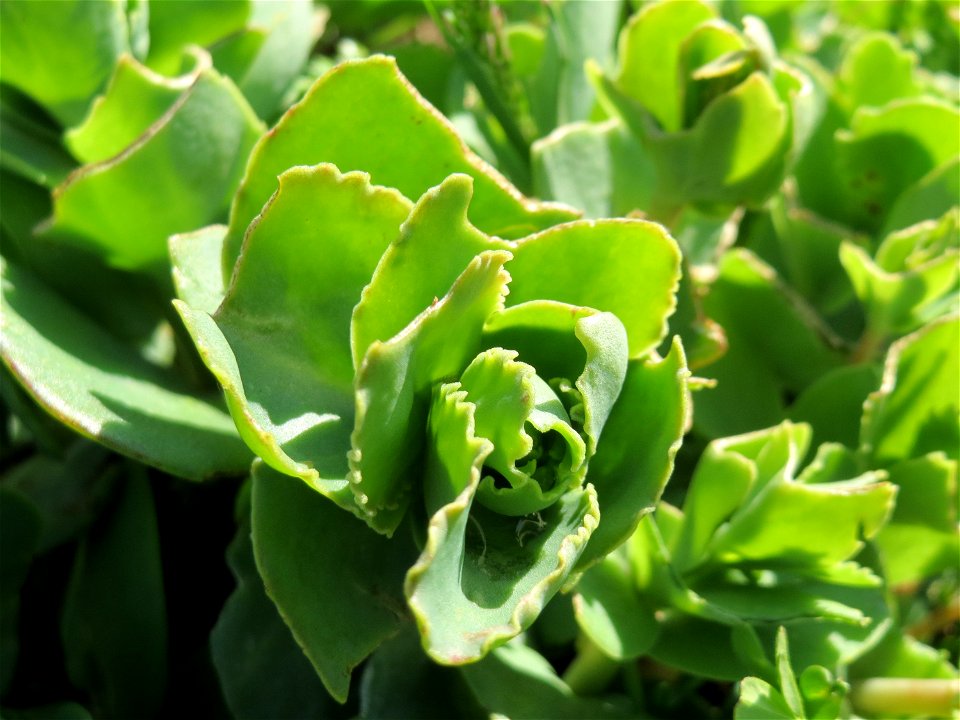 Große Fetthenne (Hylotelephium telephium) in Hockenheim