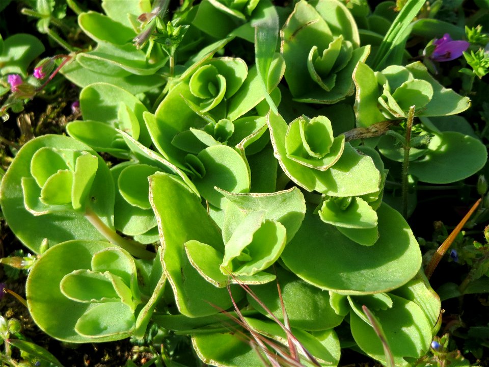 Große Fetthenne (Hylotelephium telephium) in Hockenheim